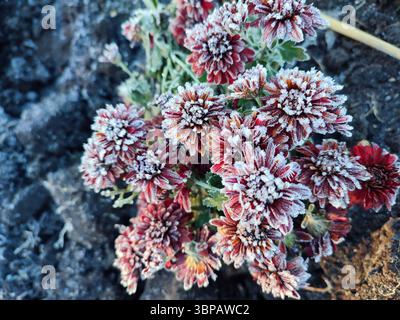 Kleine rot blühende Chrysanthemen Blumen bedeckt weißen Frost Nahaufnahme. Blühende Blume mit kleinen roten Blüten und weißem Frost auf schwarzem Grund. Frost. Natur. Garten. Umgebung. Natürlicher Hintergrund Stockfoto