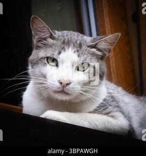 Eine grau-weiße Katze liegt ruhig auf einer hölzernen Fensterbank, die sich im warmen Sonnenlicht sonnt. Seine markanten grünen Augen blicken nachdenklich nach draußen, während es Stockfoto
