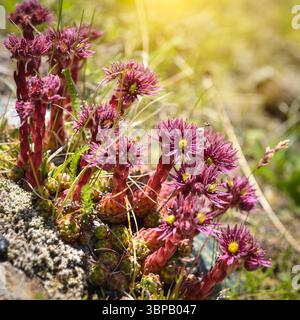 Nahaufnahme der wunderschönen rosa Blumen Sempervivum montanum oder Hausleeks, die auf der Bergwiese wachsen. Wildblumen in den Alpen. Stockfoto