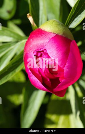 Cerise Pfingstrose blüht gleich Stockfoto