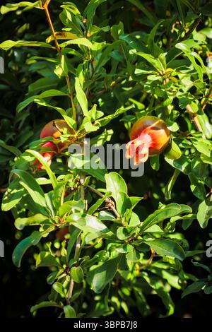 Nahaufnahme von Reifen Granatapfelfrüchten, die an einem Zweig mit leuchtend grünen Blättern hängen und in warmes Sonnenlicht getaucht sind und natürliche Schönheit und Frische zeigen. Stockfoto