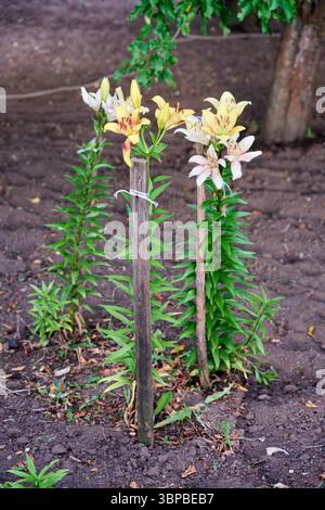 Wunderschöne bunte Lilien blühen an einem Sommertag in einem Garten. Natürliche florale Szene mit gelben und rosa Blüten, die im Boden wachsen Stockfoto