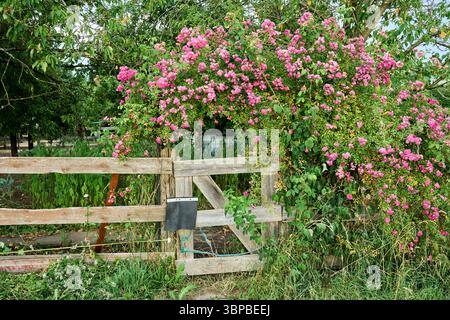 Malerische ländliche Szene mit einem alten hölzernen Gartentor, bedeckt mit blühenden rosa Kletterrosen in einem Sommer-Garten im Hinterhof Stockfoto