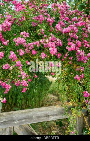 Malerische ländliche Szene mit einem alten hölzernen Gartentor, bedeckt mit blühenden rosa Kletterrosen in einem Sommer-Garten im Hinterhof Stockfoto