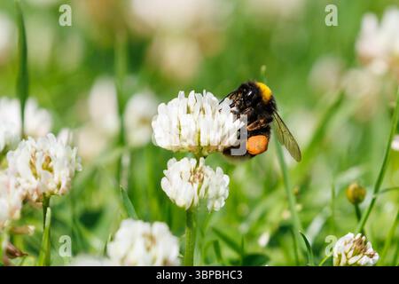 Bombus lucorum, eine Weissschwanzhummel, sucht Klee, die auf einem Gartenrasen in Sussex, Großbritannien, wächst Stockfoto