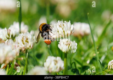 Bombus lucorum, eine Weissschwanzhummel, sucht Klee, die auf einem Gartenrasen in Sussex, Großbritannien, wächst Stockfoto