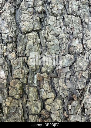 Die raue Textur der Baumrinde Stockfoto
