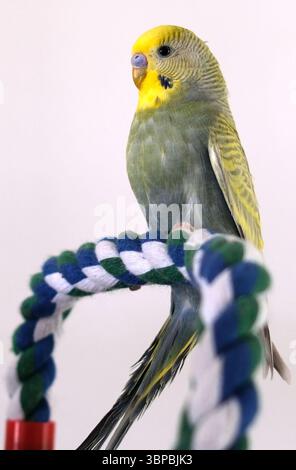 Ein Budgie, auch bekannt als Wellensittich, ist ein kleiner Langschwanzpapagei aus Australien. Stockfoto