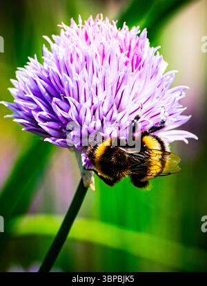 Eine Biene bestäubt eine Allium hollandicum Blume Stockfoto