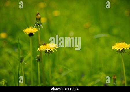 Biene auf einer gelben Löwenzahnblume Stockfoto