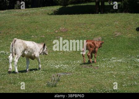 Zwei Kühe laufen auf einem Feld. Einer ist braun und der andere weiß. Die braune Kuh ist kleiner als die weiße Stockfoto