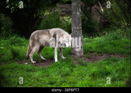 Graue Wölfe bei der „Wolf Hollow“ North American Wolf Foundation in Ipswich, Massachusetts. Stockfoto