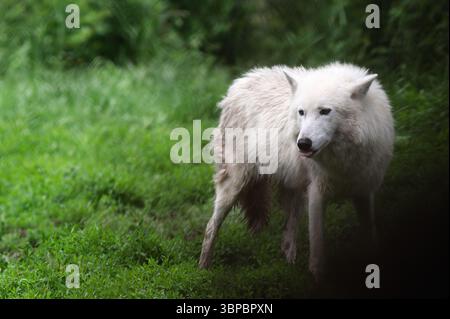 Graue Wölfe bei der „Wolf Hollow“ North American Wolf Foundation in Ipswich, Massachusetts. Stockfoto