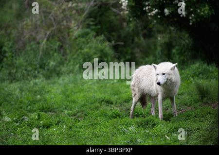 Graue Wölfe bei der „Wolf Hollow“ North American Wolf Foundation in Ipswich, Massachusetts. Stockfoto