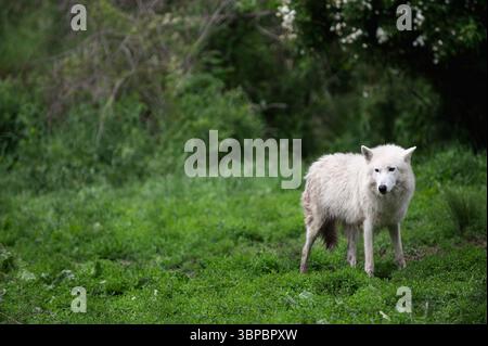 Graue Wölfe bei der „Wolf Hollow“ North American Wolf Foundation in Ipswich, Massachusetts. Stockfoto
