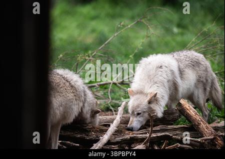 Graue Wölfe bei der „Wolf Hollow“ North American Wolf Foundation in Ipswich, Massachusetts. Stockfoto