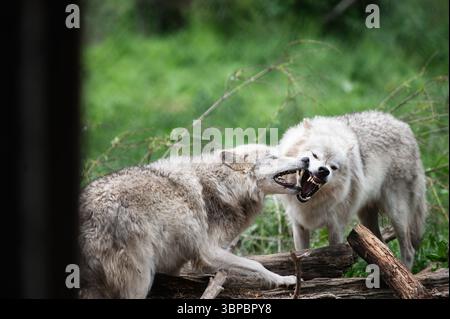 Graue Wölfe bei der „Wolf Hollow“ North American Wolf Foundation in Ipswich, Massachusetts. Stockfoto