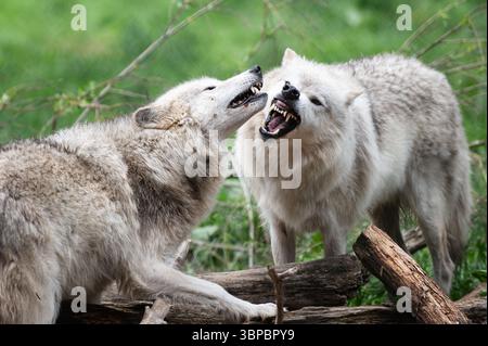 Graue Wölfe bei der „Wolf Hollow“ North American Wolf Foundation in Ipswich, Massachusetts. Stockfoto