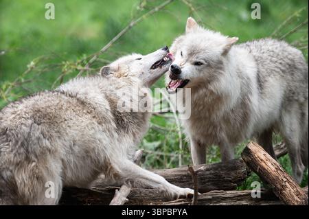 Graue Wölfe bei der „Wolf Hollow“ North American Wolf Foundation in Ipswich, Massachusetts. Stockfoto