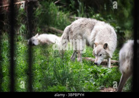 Graue Wölfe bei der „Wolf Hollow“ North American Wolf Foundation in Ipswich, Massachusetts. Stockfoto