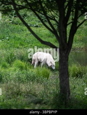 Graue Wölfe bei der „Wolf Hollow“ North American Wolf Foundation in Ipswich, Massachusetts. Stockfoto