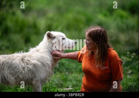 Graue Wölfe bei der „Wolf Hollow“ North American Wolf Foundation in Ipswich, Massachusetts. Stockfoto