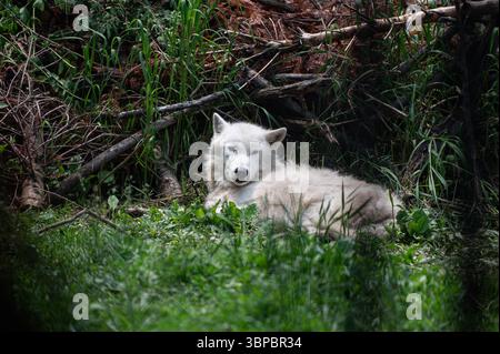 Graue Wölfe bei der „Wolf Hollow“ North American Wolf Foundation in Ipswich, Massachusetts. Stockfoto