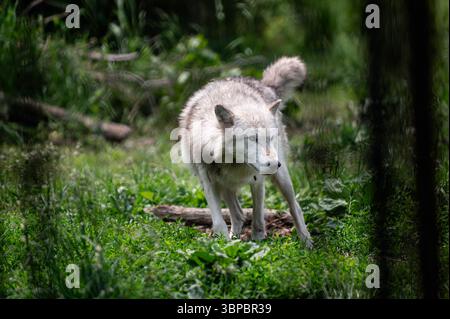 Graue Wölfe bei der „Wolf Hollow“ North American Wolf Foundation in Ipswich, Massachusetts. Stockfoto