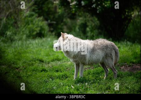 Graue Wölfe bei der „Wolf Hollow“ North American Wolf Foundation in Ipswich, Massachusetts. Stockfoto