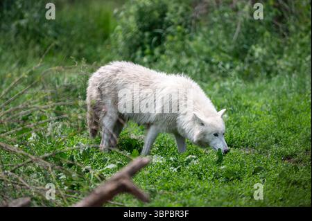 Graue Wölfe bei der „Wolf Hollow“ North American Wolf Foundation in Ipswich, Massachusetts. Stockfoto