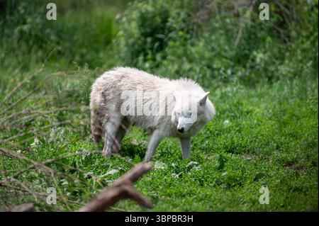 Graue Wölfe bei der „Wolf Hollow“ North American Wolf Foundation in Ipswich, Massachusetts. Stockfoto