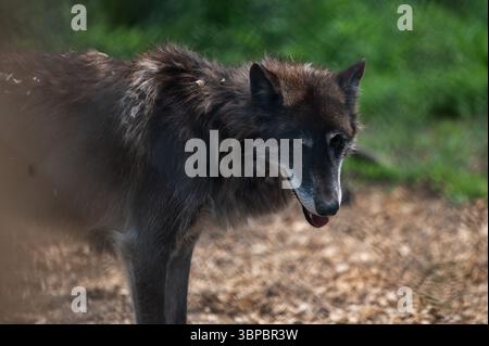 Graue Wölfe bei der „Wolf Hollow“ North American Wolf Foundation in Ipswich, Massachusetts. Stockfoto