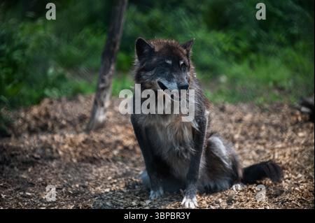 Graue Wölfe bei der „Wolf Hollow“ North American Wolf Foundation in Ipswich, Massachusetts. Stockfoto