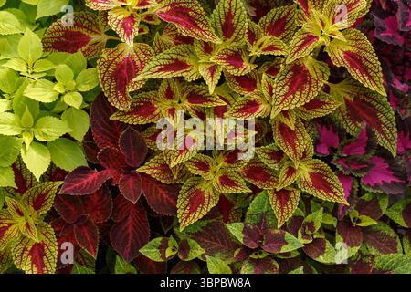 Heller natürlicher pflanzlicher Hintergrund mehrfarbiger coleus-Blätter. Stockfoto
