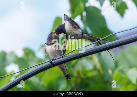 Eine Scheunenschwalbe ernährt ihre Küken, die auf einem Draht sitzt. Stockfoto
