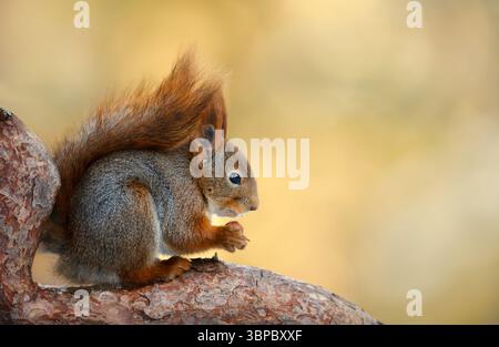Porträt eines niedlichen roten Eichhörnchens, das Nuss auf einem Baumzweig isst, Großbritannien. Stockfoto