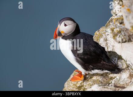 Eine detaillierte Nahaufnahme eines Atlantischen Papageientauchers (Fratercula arctica), der am Rande einer Küstenklippe in Großbritannien thront. Stockfoto