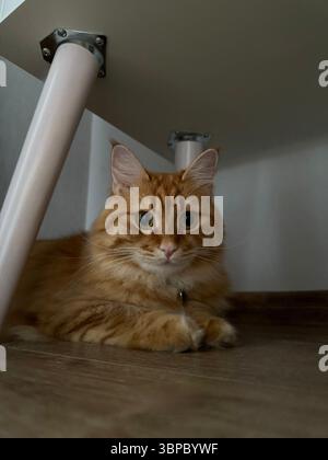 Das Bild zeigt eine Ingwerkatze, die unter einem Tisch auf einem Holzboden sitzt und direkt zur Kamera zeigt. Die Katze hat ein langes, flauschiges Fell und ein breites, rundes e Stockfoto