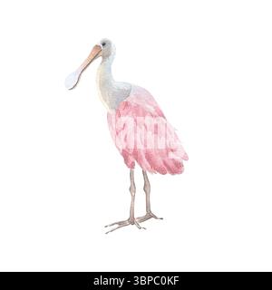 Tropische rosa Vogel Aquarellillustration isoliert auf weiß. Löffelschnabel-Rosenzeichnung. Exotischer, schöner Vogel, handgemalt für Naturjournale, Öko Stockfoto