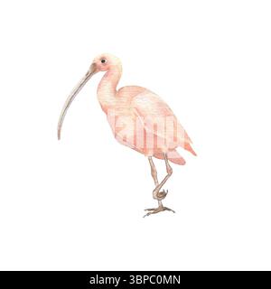 Ibis Aquarellillustration isoliert auf weiß. Handgemalter exotischer Watvogel mit langem geschwungenem Schnabel. Tropische rosa Vogelzeichnung für Naturzeitschriften Stockfoto