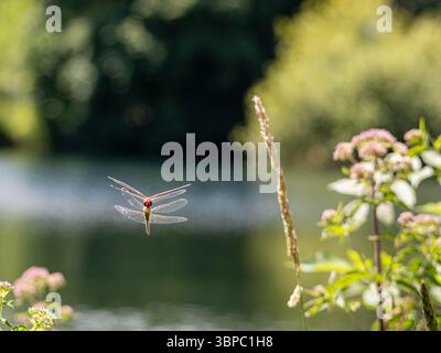 Libellen Stockfoto