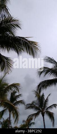Hohe tropische Palmen vor bewölktem Himmel, die die Schönheit exotischer Blätter in einer ruhigen Inselatmosphäre einfangen. Stockfoto