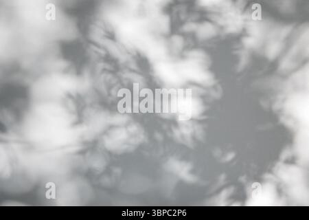 Natürliche graue Schatten von Ästen und Blättern Baum auf weißer Wand mit hellem Bokeh. Abstrakter Schatten und heller unscharfer Hintergrund. Schattenüberlagerungseffekt für Stockfoto