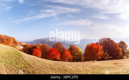 Panoramablick auf die herbstlichen Berge mit lebhaftem roten Buchenwald davor. Malerische Herbstlandschaft mit bunten Blättern und sanften bewaldeten Hügeln Stockfoto