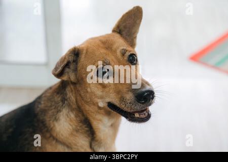 Nahaufnahme Portrait ein freundlicher brauner Pelzhund, der glücklich aussieht und im Haus lebt Stockfoto