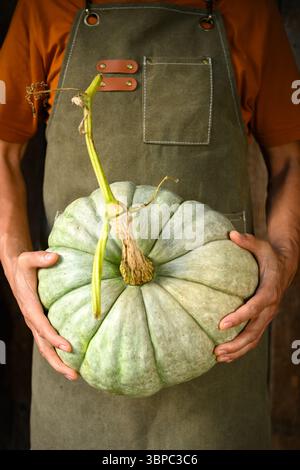 Bauer in Gartenschürze mit großem grünen Kürbis an den Händen nah oben. Thanksgiving- oder Halloween-Konzept. Hintergrund der Herbsternte Stockfoto