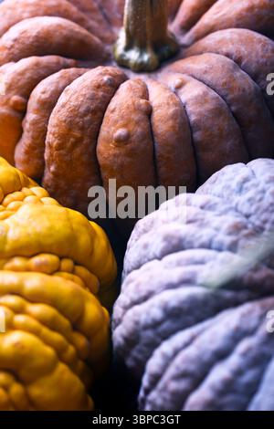 Detailansicht der schwarzen Futsu Kürbishaut in gemischten Tönen und rauer Textur. Natürliches Herbstgemüse perfekt für abstrakte Ernte oder saisonale Lebensmittel Stockfoto