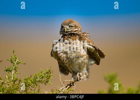 Grabungeule auf einem Baum, Utah Stockfoto