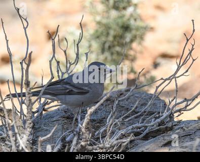 Blauer Kaffinch auf Teneriffa Stockfoto