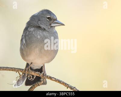 Blauer Kaffinch auf Teneriffa Stockfoto